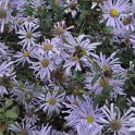 Aster x frikartii 'Monsch'